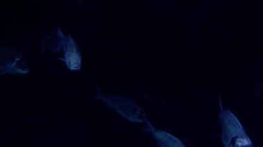 Derin sularda zarafetle yüzen açık deniz balıklarının güzelliğini hissedin. Gün batımından sonra büyüleyici bir su altı ekosisteminde eşsiz hareketlerine ve etkileşimlerine tanık olun..