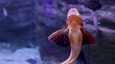 Parlak renkli balıklar canlı bir akvaryumda sualtı habitatlarını keşfediyorlar. Çevre karmaşık kaya oluşumları ve berrak su içeriyor, barışçıl bir atmosfer yaratıyor..