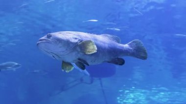 Büyük bir orfoz balığı, eşsiz özelliklerini sergileyerek bir akvaryumun berrak mavi sularında süzülür. Çeşitli küçük balıklar yanyana yüzerek, deniz ortamının hareketli atmosferine katkıda bulunurlar..