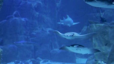 İki ışın akvaryumun berrak sularında sersemletici kanatlarını göstererek sorunsuzca yüzer. Arka planda diğer deniz canlıları görülebilir, sakin atmosferi geliştirir..