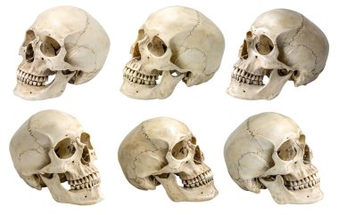 Beyaz bir arka planda insan kafatasları. İnsan anatomisi kavramı.