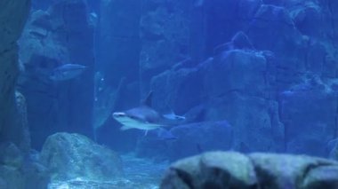 Ziyaretçiler kayalık yapılarda gezinen ışın ve köpekbalıklarıyla dolu etkileyici bir akvaryum ortamı keşfediyorlar. Sakin atmosfer deniz yaşamını güzel bir şekilde sergiliyor..