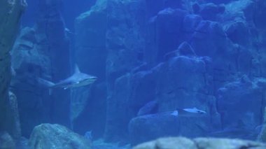 Bir akvaryumda engebeli sualtı kaya oluşumları arasında zahmetsizce yüzen ışınların huzur verici güzelliğini deneyimleyin. Huzurlu ortam canlı deniz yaşamını sergiliyor..