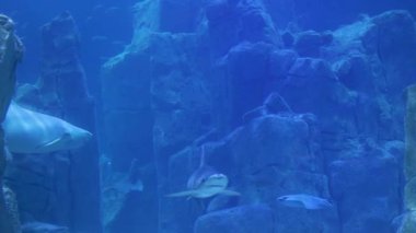 Köpekbalıkları, çarpıcı bir deniz ortamında, su altı kaya yapıları arasında zahmetsizce gezinirler. Derin mavi sularda zarafetlerini ve doğal yaşam alanlarını sergilerler..