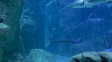 Muhteşem bir köpekbalığı, deniz yaşamının güzelliğini vurgulayarak kayalık sualtı ortamında gezinir. Bu sakin sualtı dünyasında küçük balık sürüleri de ona eşlik ediyor..