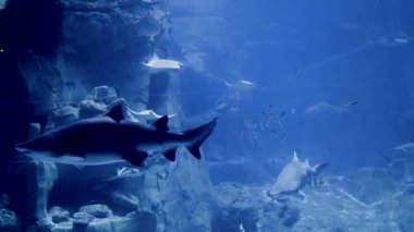 Çeşitli köpek balıkları renkli balıklarla dolu geniş bir akvaryumda süzülüyorlar. Ziyaretçiler gün boyunca şaşırtıcı deniz yaşamını ve karmaşık sualtı ortamını gözlemlerler..