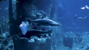 Bu büyüleyici görüntüde, suda yaşayan bir doğal yaşam alanına dikkat çeken köpekbalıkları ve vatozlar kayalık bir arazide zarifçe süzülüyorlar. Sakin atmosfer, izleyicileri deniz yaşamını takdir etmeye davet ediyor..