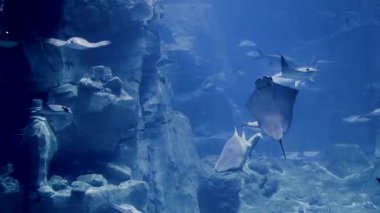 Ziyaretçiler geniş bir akvaryumda zarif bir şekilde yüzen çeşitli ışın ve köpekbalığı türlerini gözlemlemektedirler. Mavi ışık büyüleyici sualtı atmosferini ve canlı deniz yaşamını güçlendirir..