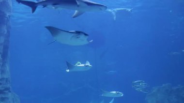 Ziyaretçiler, vatozların geniş bir akvaryumun berrak sularında zarif bir şekilde manevra yapmalarını huşu içinde izliyorlar. Deniz yaşamı her yaş için büyüleyici bir su deneyimi yaratır..