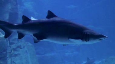 Büyük bir köpekbalığı, çeşitli deniz türleriyle çevrili geniş bir akvaryum tankında suda sorunsuzca süzülür. Huzurlu çevre, su altı ekosistemlerinin güzelliğini yakalar..