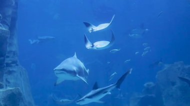Köpekbalıkları ve vatozlar doğal zarafetlerini ve güzelliklerini sergileyerek büyük bir akvaryumda zahmetsizce yüzerler..