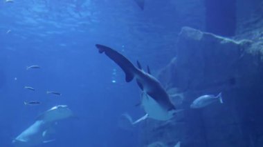 Yüzücüler canlı deniz canlılarıyla dolu geniş bir tankın içinde süzülüyorlar. Köpekbalıkları, renkli balıklar ve sualtı manzaraları büyüleyici bir deneyim yaratır..