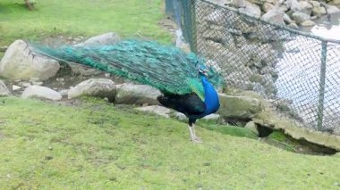 Bir tavus kuşu, büyüleyici mavi ve yeşil tüylerini sergileyerek gururla çimlerin üzerinde durur. Sahne, arka planda kayalar ve yemyeşil yemyeşil bir göletin yanında geçiyor..