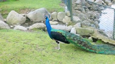 Hareketli bir tavus kuşu sakin bir akarsu kenarındaki yemyeşil çimlerde zarif bir şekilde yürür, serinletici tüylerini taşlardan ve yeşilliklerden oluşan bir arka planda sergiler sakin bir öğleden sonra boyunca.