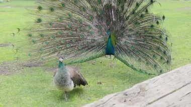 Canlı bir tavus kuşu büyüleyici tüylerini bir parkta sergiliyor. Dişi Peahen yakında duruyor, yeşillikler arasındaki göz kamaştırıcı gösteriyi merakla izliyor..