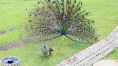 Görkemli bir tavus kuşu renkli tüylerini yayar ve yakınlarda bir denizciyi cezbetmek için canlı tüyler sergiler. Sahne yemyeşil yemyeşil geniş bir parkta geçiyor..