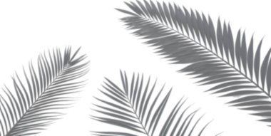 Üç palmiye yaprağı, açık bir arkaplan karşısında sanatsal bir şekilde sergilenmekte, onların eşsiz dokularını ve şekillerini, tropikal ortamları hatırlatan sakin bir ortamda vurguluyorlar..