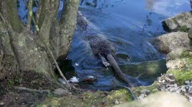 Küçük bir hayvan, kayalar ve ağaçlarla çevrili sakin bir göletin yanında görülmektedir. Suda oynar, dalgalanmalar yaratır ve huzurlu doğal ortamın tadını çıkarır..