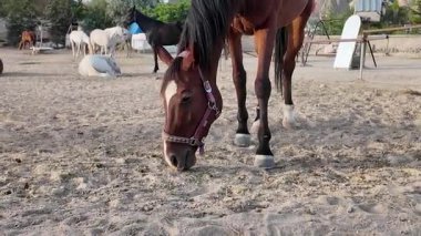 Diğer atlar arka planda görülürken kahverengi bir at kumlu zeminde otluyor. Ayar açık gökyüzü ve doğal çevreyle rahatlar..