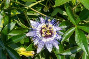 Canlı bir tutku çiçeği, bahçedeki güneşli bir günde, yeşil yaprakların arasında karmaşık taç yapraklarını ve maharetlerini sergiler. Doğal güzellik canlı renklerle büyülenir..