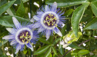 İki çarpıcı tutku çiçeği canlı mor ve beyaz yapraklarını yemyeşil yapraklar arasında sergiliyor. İlkbaharın sonlarında canlı bir bahçede açan çiçekler tozlayıcıları çeker..