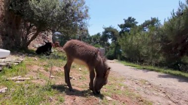 Genç bir eşek, arka planda ağaçlar olan sakin bir bahçede yeşil çimlerde otlamayı sever. Parlak mavi gökyüzü ılık yaz gününün sakin atmosferine eklenir..