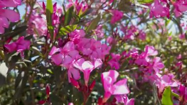 Pembe çiçeklerin çarpıcı bir görüntüsü canlı bir bahçede çiçek açıyor. Bereketli yeşillik, berrak mavi gökyüzünün altındaki çiçekleri çerçeveler ve sakin bir atmosfer yaratır..