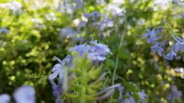 Yumuşak mavi ve yeşil çiçeklerin hafif meltemde sallanışı gibi rengarenk bir bahçede dolaş. Huzurlu ortamın tadını çıkarın ve aydınlık bir günde doğayla bağlantı kurun..