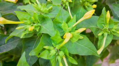 Renkli sarı çiçek tomurcukları zengin yeşil yaprakların üzerinde belirir ve bahçede canlı bir atmosfer yaratır. Bu sahnede bitkiler çiçek açmaya hazırlanırken doğanın güzelliği gözler önüne seriliyor..