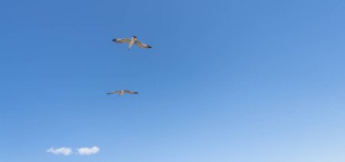 İki kuş zarif bir şekilde mavi gökyüzünde süzülür, sıcak güneş ışığının tadını çıkarırlar. Bulutlar seyrektir, manzaranın sakin atmosferine eklenir..