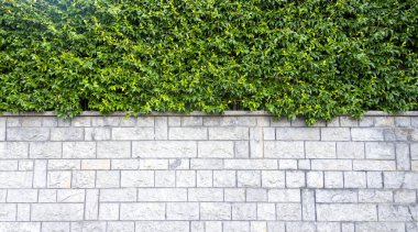 Bereketli yeşil yapraklar, gün ışığında doğa ve mimarinin bir karışımını sergileyen, barışçıl bir ortamda dokuma sahip taş bir duvarın üzerine dökülüyor..