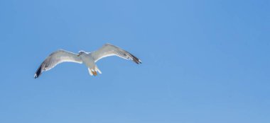 Bir martı açık mavi gökyüzünde zarafetle süzülür. Kuşun kanatları açılır ve sıcak güneşi yakalar. Özgürlüğü ve doğanın güzelliğini temsil eder..