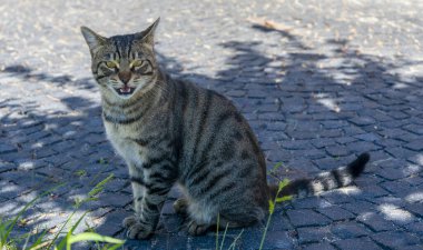 Bir kedi kaldırım taşı patikasında sessizce oturur, öğleden sonra güneşinin tadını çıkarır ve gölgeler düşer. Meraklı bakışları bu kentsel çevredeki huzurlu anı yakalıyor..