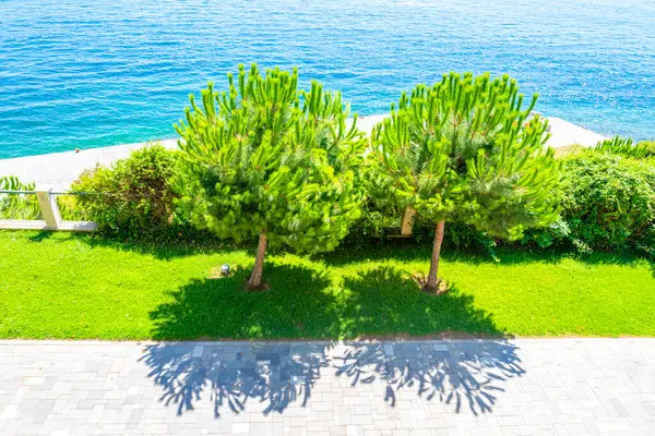 İki uzun çam ağacı, suların kenarındaki yemyeşil çimlerin üzerinde durur. Dalgalar yavaşça kıyıya vurdukça gölgeler oluşturur. Parlak güneş ışığı canlı renkleri artırır.