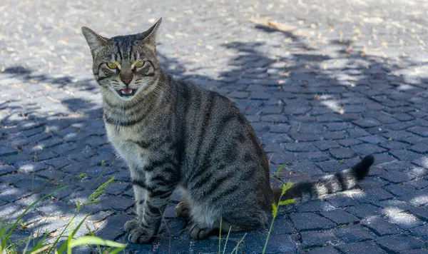 Bir kedi kaldırım taşı patikasında sessizce oturur, öğleden sonra güneşinin tadını çıkarır ve gölgeler düşer. Meraklı bakışları bu kentsel çevredeki huzurlu anı yakalıyor..