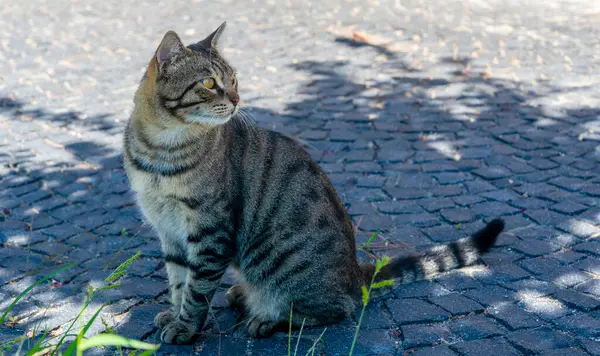 Çizgili bir kedi sakin bir şekilde kaldırım taşlarının üzerinde oturur, yakınlardaki ağaçların gölgesinin keyfini çıkarırken, güneş ışığı, sakin bir açık alanda yaprakların arasından süzülür..
