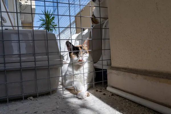 Calico Kedisi Güneş Işığı Barınağında Tel Çitin Arkasında Dinleniyor