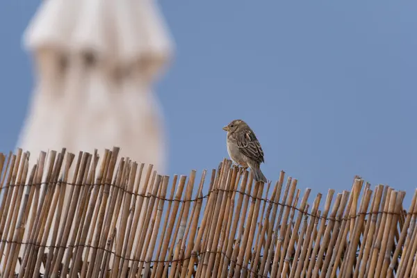 Reed Çitine tünemiş Mavi Gökyüzü Arkaplanlı Serçe