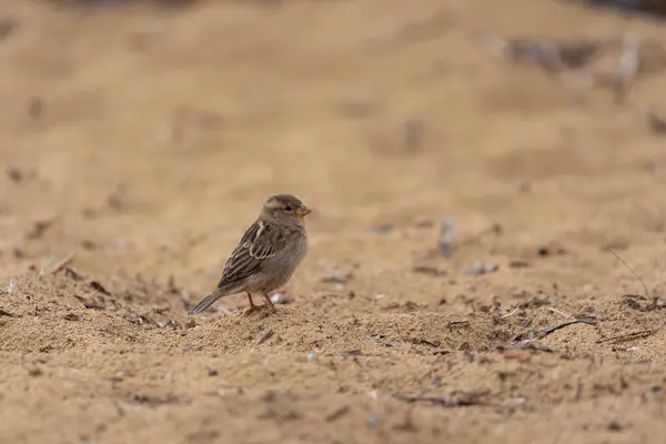 Serçe Kuru Bir Yaşam Alanında Kum Sahasında Duruyor