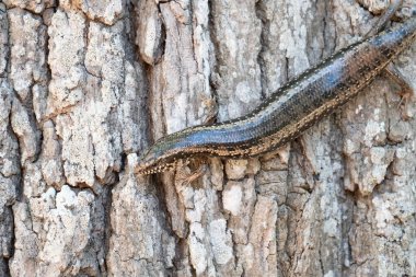 Ağaç Kabuğunda Sürünen Skink 'e yaklaş