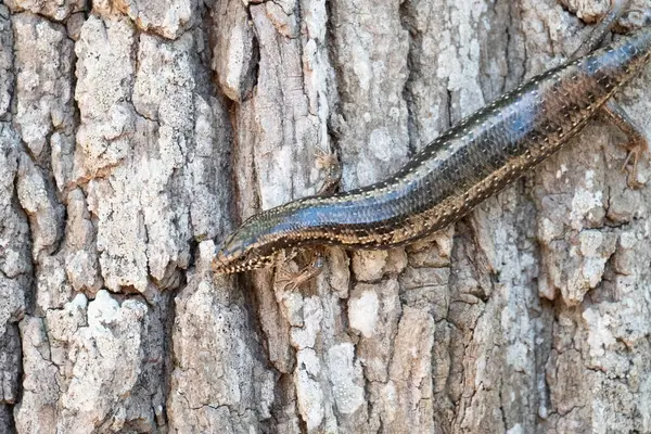 Ağaç Kabuğunda Sürünen Skink 'e yaklaş