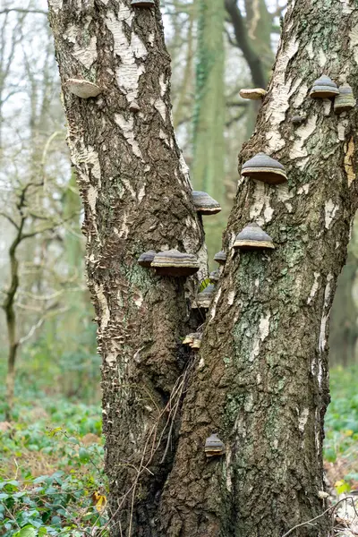 Ağaç kabuğunda büyüyen büyük mantarlı ağaç gövdelerine yakın çekim