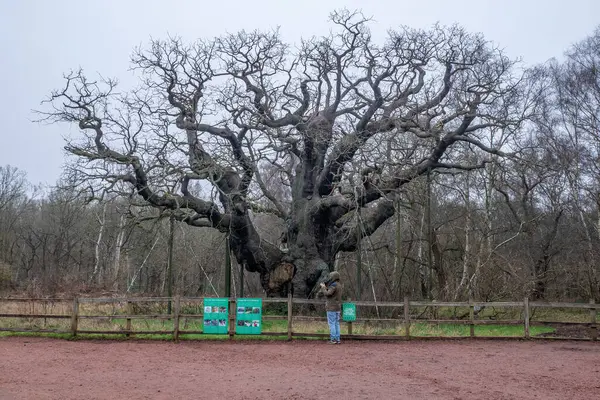 Kapalı ormanlık alanda geniş dalları olan antik Büyük Meşe ağacı Sherwood Ormanı