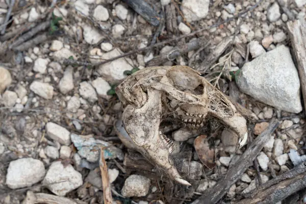 Rocky Zeminde Tavşan Kafatası