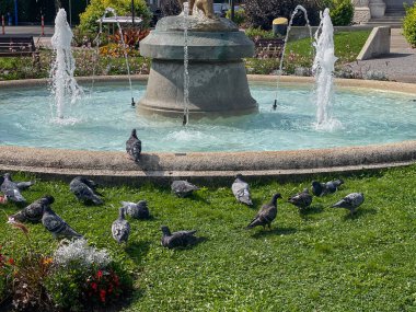 Bir yaz günü bahçesinde çeşmeli su havuzu önünde bir grup güvercin.