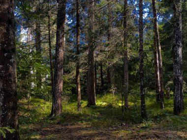 Köknar ağaçlarının yoğun ormanı.