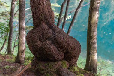 Eski kırmızı kahverengi ağaç kökü deformasyonu ve arka planda göl suyu.