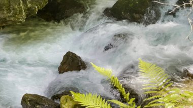 Beyaz nehir suyu, koyu kahverengi kayaların üzerinden hızla akıyor.