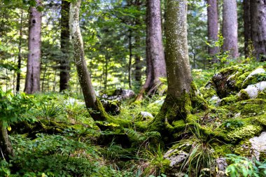 Yosunlu ağaç kökleri ve kökleri Alp ormanlarında yaz aylarında arka planda ışıklandırılmış mistik peri masalı ormanlarında