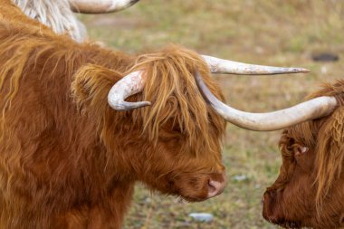İskoç ineği boynuzlarıyla başka bir boynuzlu sığırla karşı karşıya. Uzak durun, kabarık yüzlere yakın durun.